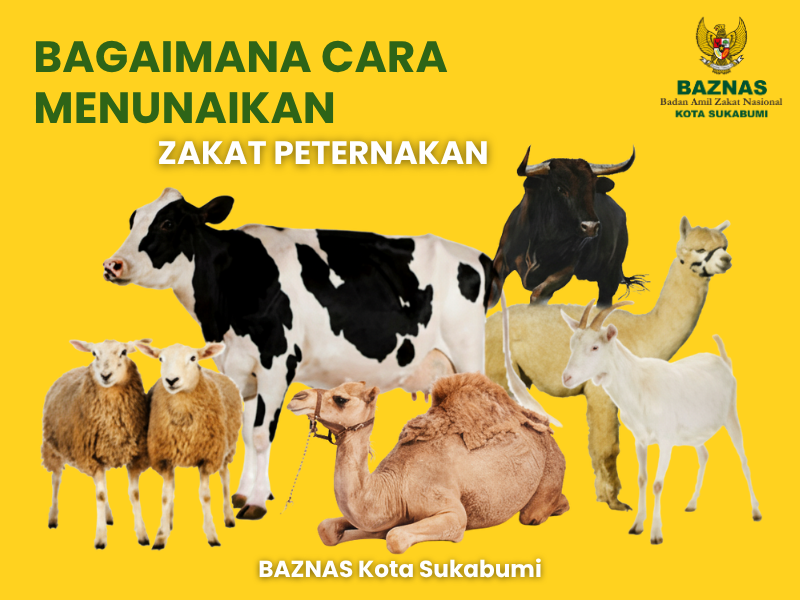 Bagaimana Cara Menunaikan Zakat Peternakan